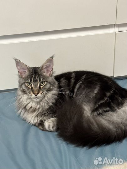 Передержка животных, няня для собак и кошек