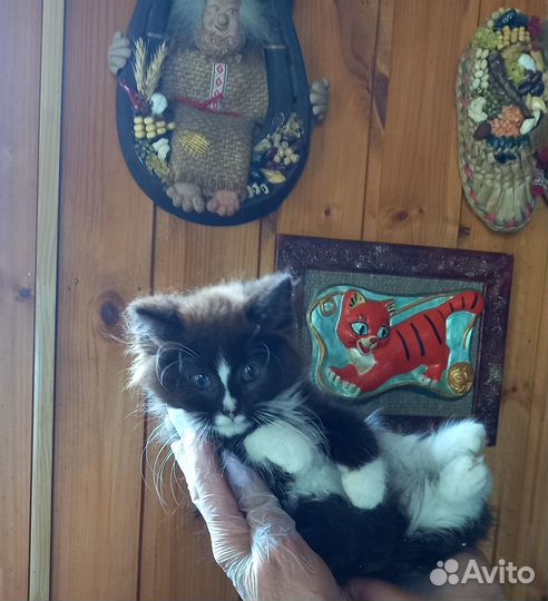 Сибирская котёнок девочка Моника