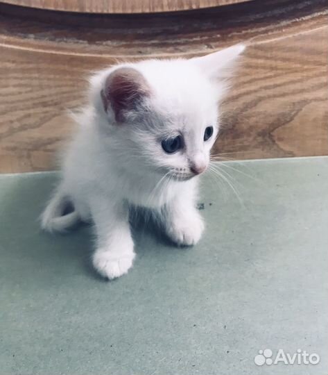 Котята бесплатно