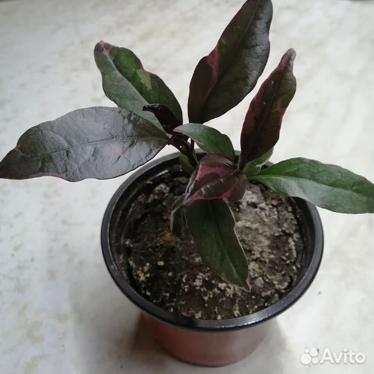 Граптофиллум