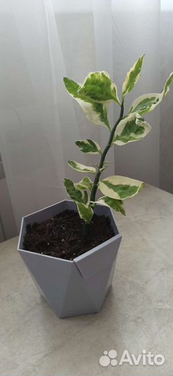 Педилантус в новом горшке