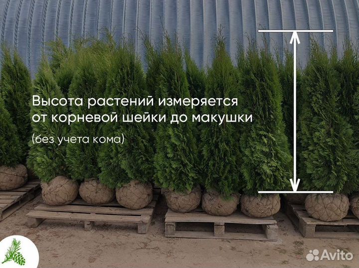 Туя оптом