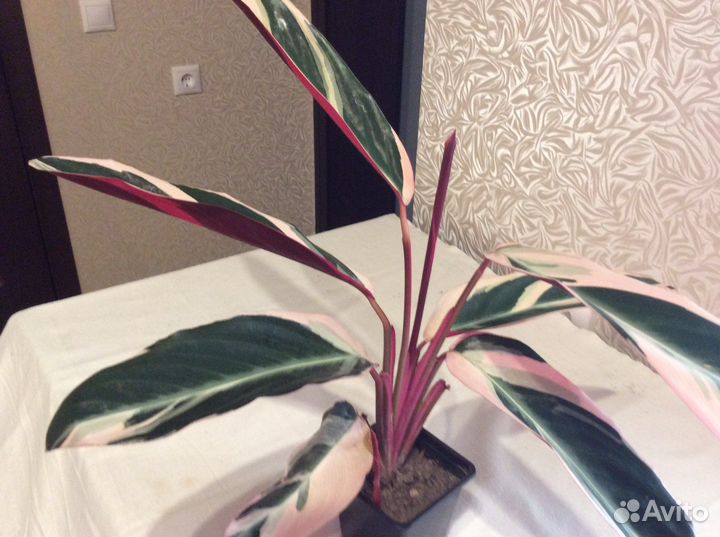 Строманта триколор