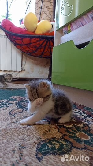 Кошка в дар