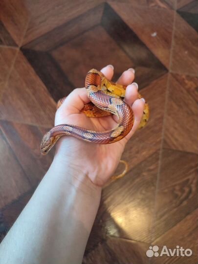 Маисовый полоз