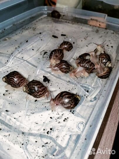 Улитки ахатины