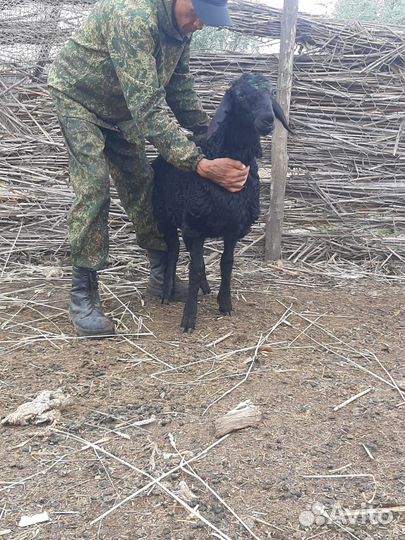 Баранчики Гиссарские