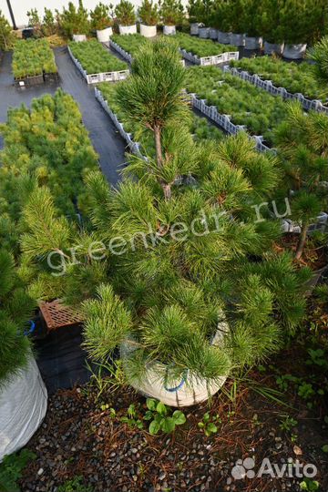 Кедр Сибирский 80-120см Премиум класс