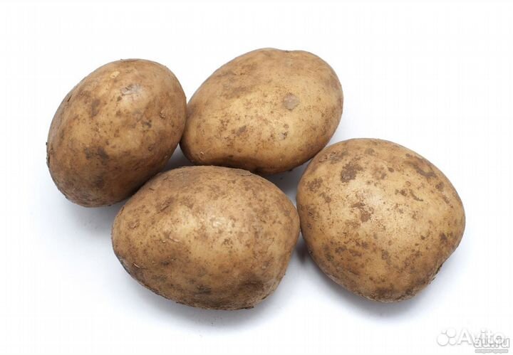 Продам картофель