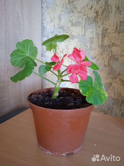 Пеларгония герань