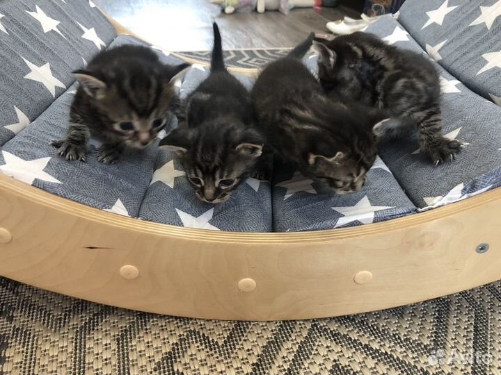 Котята от домашней кошки