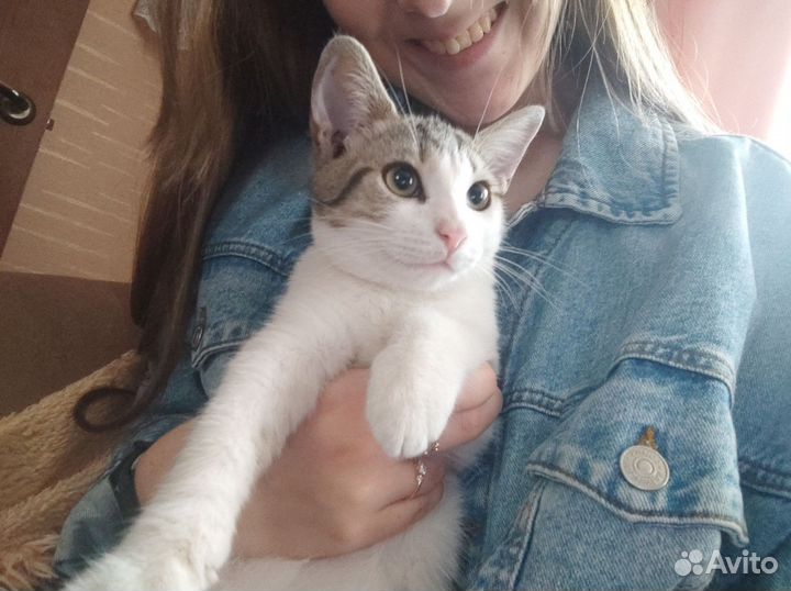 Котенок в добрые руки (мальчик)