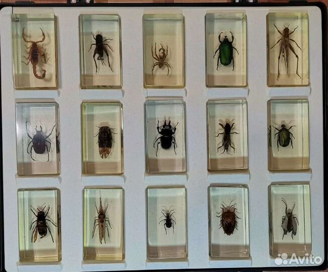 Насекомые и их знакомые