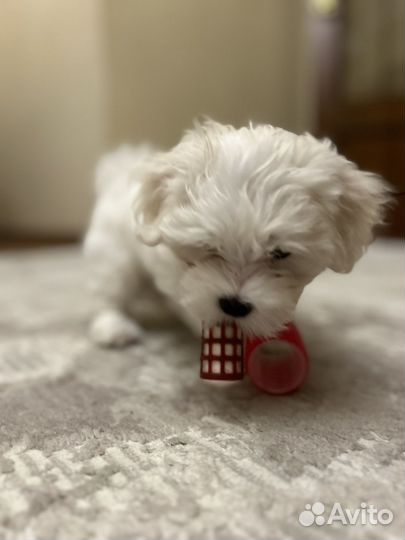 Щенки Мальтезе