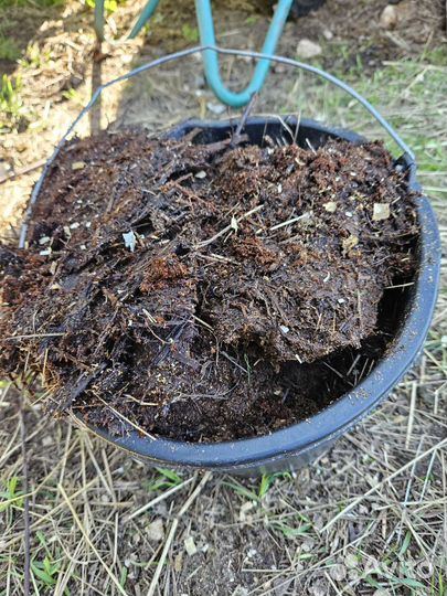 Перегной конского навоза