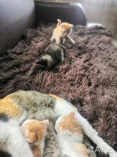 Котята