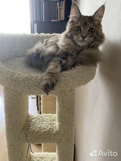 Котенок мейн кун