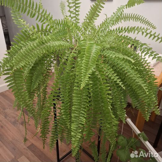 Папоротник комнатный