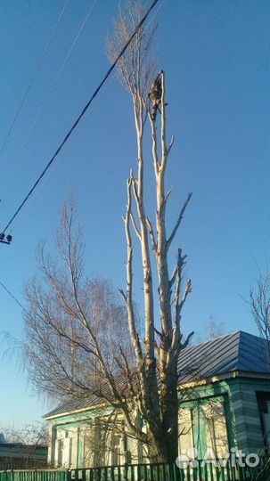 Обрезка и спил деревьев