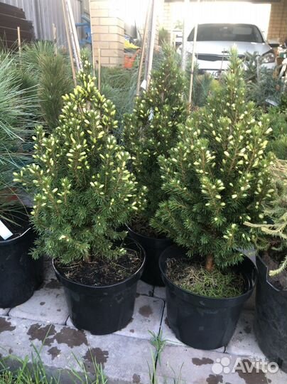 Ель дейзи уайт и Сандерс блю