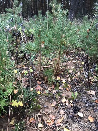 Саженцы сосны