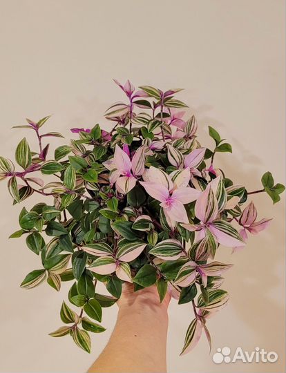 Ипомея батат черенки