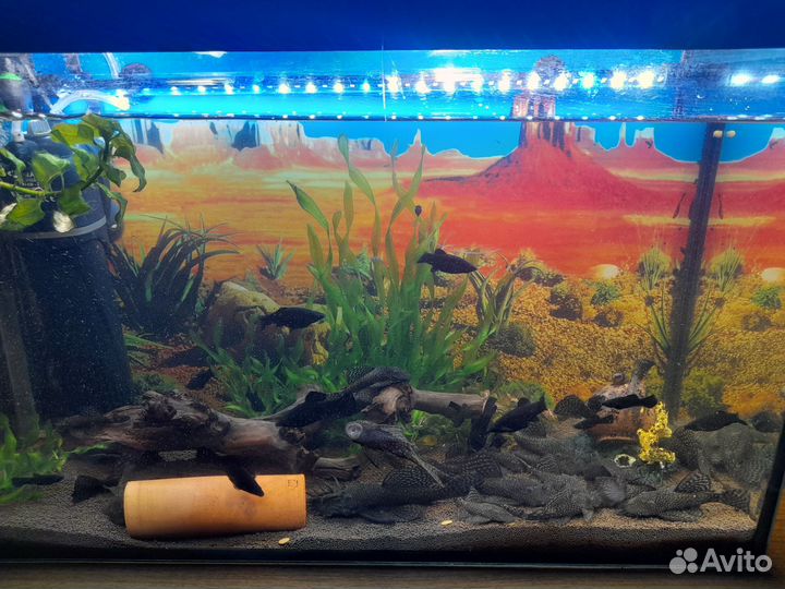 Сомики анциструсы