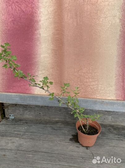 Ирга и крыжовник