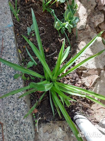 Хлорофитум