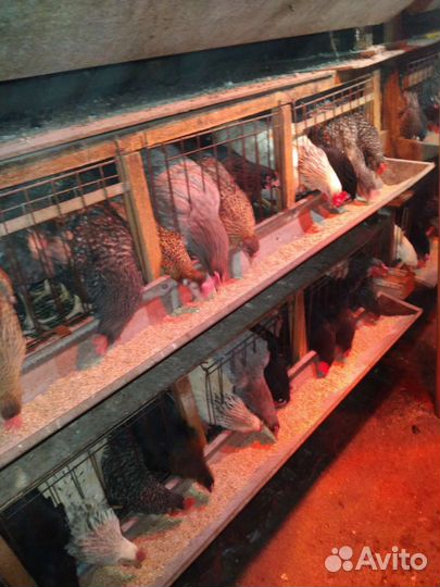 Куры несушки 5.5 мес