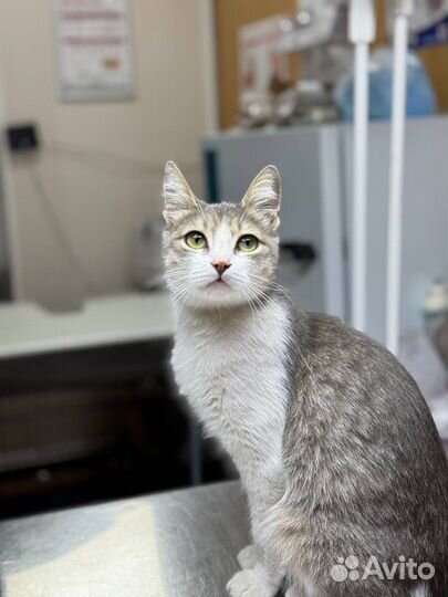 Кошка