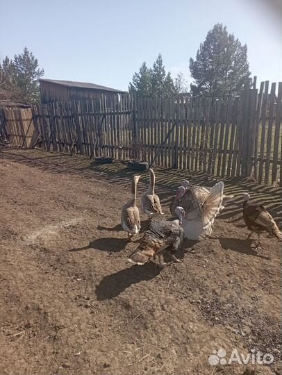 Куры индюки гуси утки