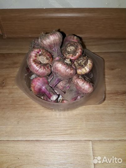 Гладиолусы луковицы