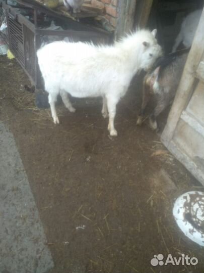 Козел на мясо