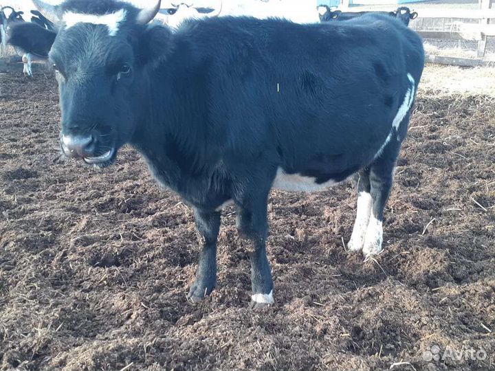 Коровы быки телки