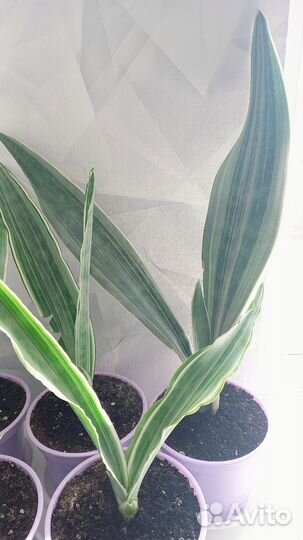 Сансевиерия Металлика сортовая