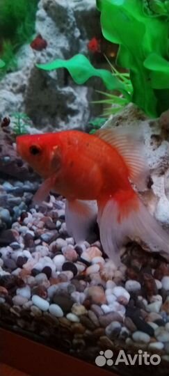 Золотая рыбка