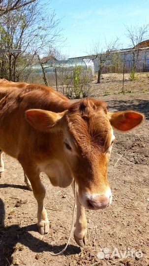 Корова и телочка Джерси-Айширская