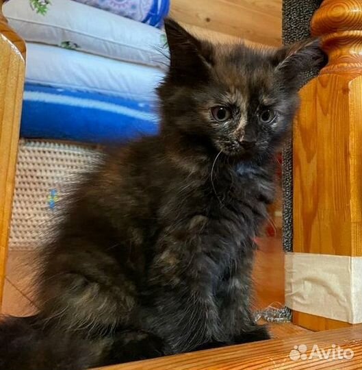 Пушистая Ася в дар