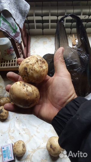 Картошка молодая