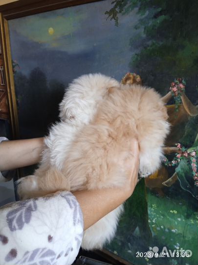 Счастье в дом Щенки шпицы