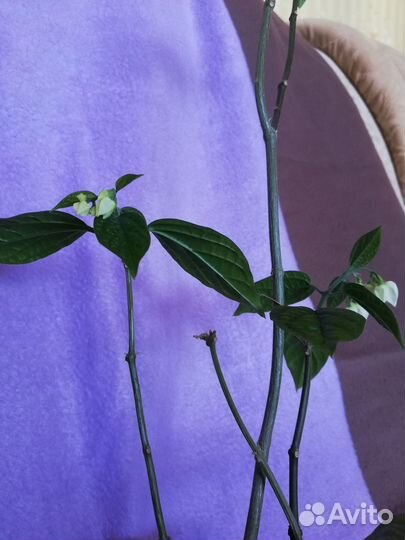 Клеродендрум томсон начало цветения