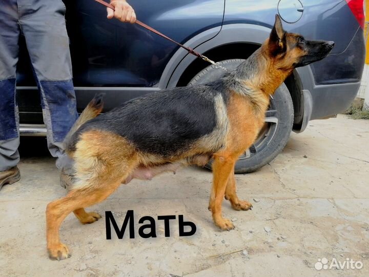 Щенки немецкой овчарки