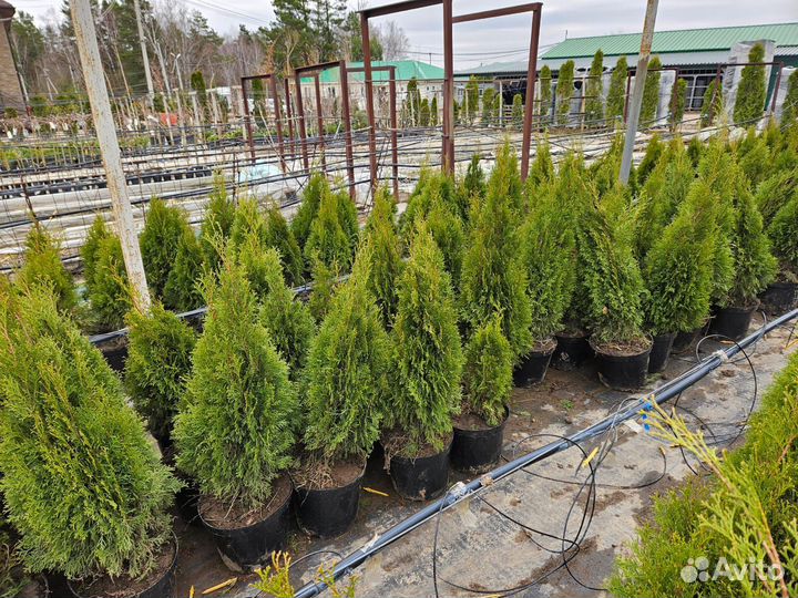 Туя смарагд