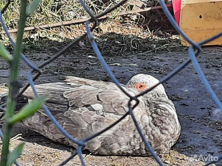 Индоутка. Мускусная утка. Селезень