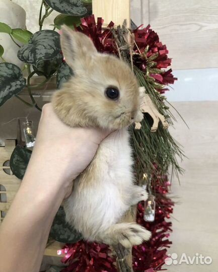 Декоративные кролики. Малыши