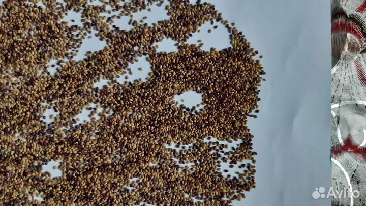 Семена клевера