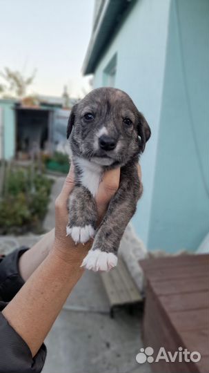 Щенок в добрые руки бесплатно