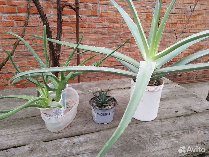 Цветы комнатные