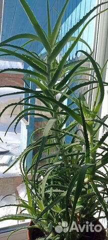 Алоэ лечебный